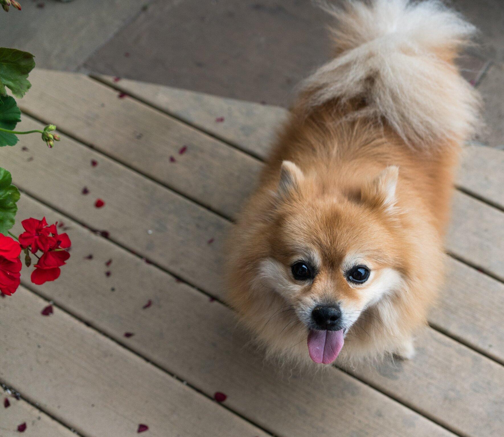 The Benefits of Having Pets in an HOA Community Setting